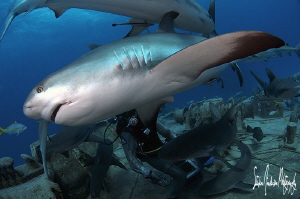 The Reef Sharks seem to be very agile and quick in moveme... by Steven Anderson 